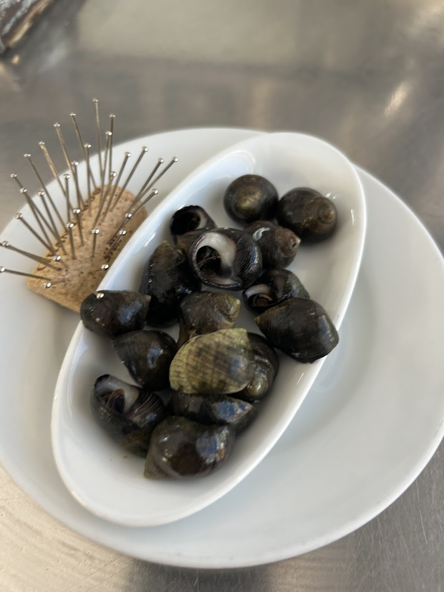 Caracolillos / caracol de mar